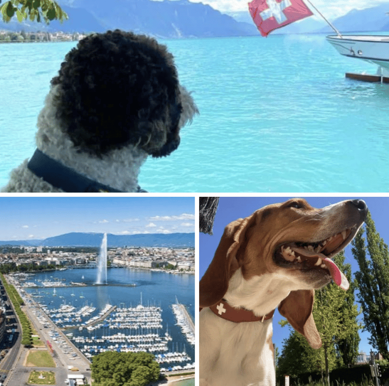 Pet sitter geneve
